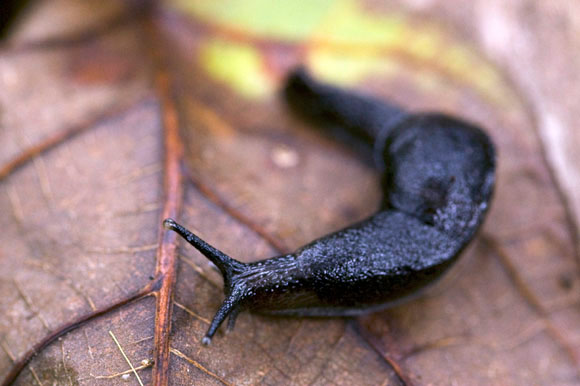 Parmarion sp.
